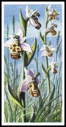 18 Bee Orchid